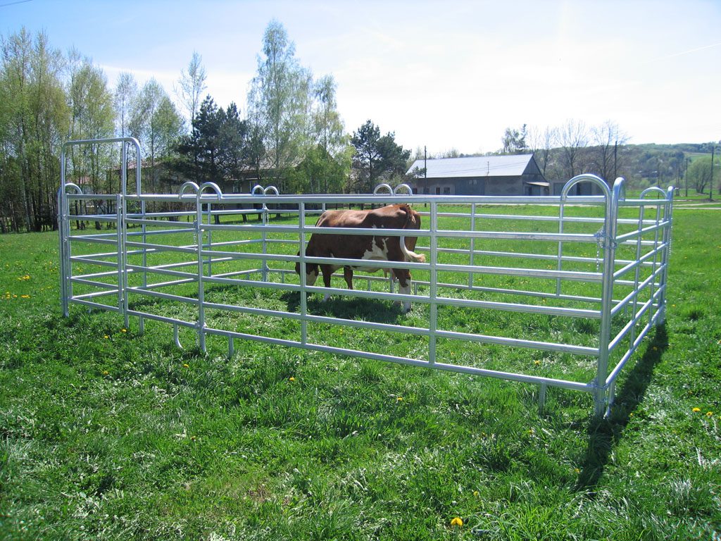 Cow in a corral panel