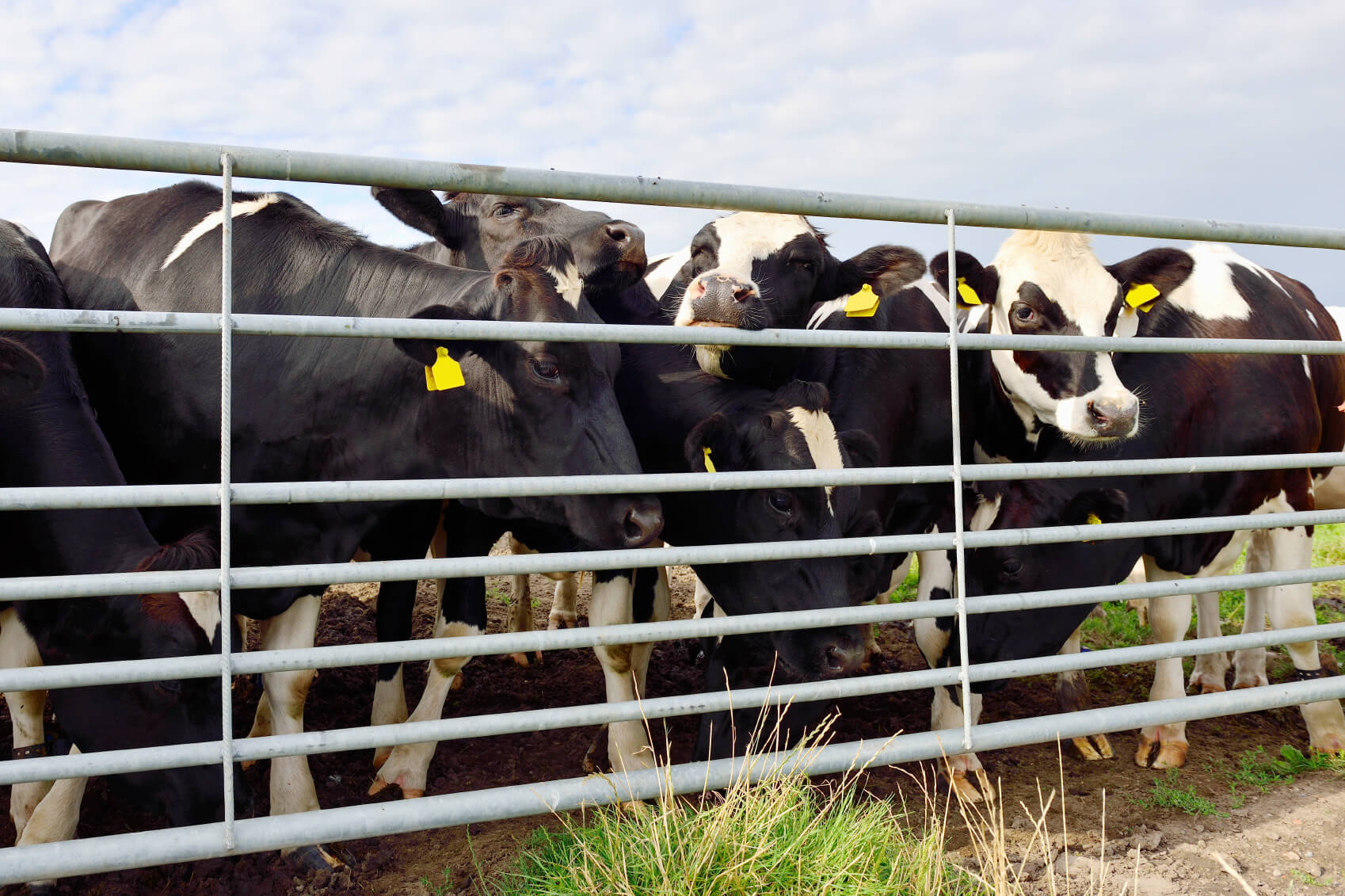 Cattle behind panel rails