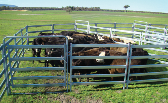 Cattle in a galvanized steel cattle panel
