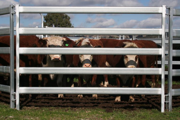 Durable cattle panels for cows