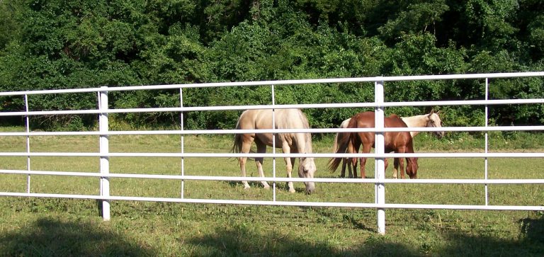 Horse cattle behind cattle panels